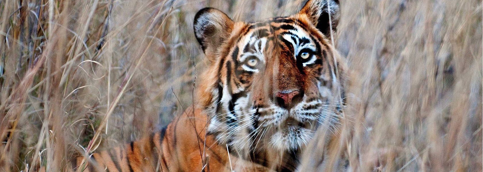 Ranthambore-national-park-tiger-123rf-14956872-_largedesktop